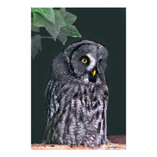 Grote Grijze Uil Halloween Wildlife Kunst Foto Afdruk