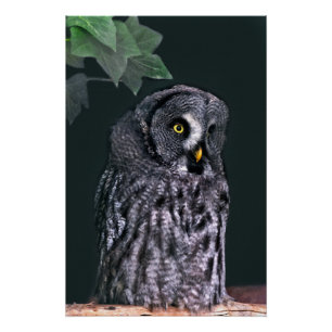 Grote Grijze Uil Halloween Wildlife Kunst Perfect Poster