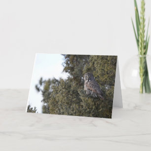 Grote grijze uil in een dennenboom Blank Notecard Bedankkaart