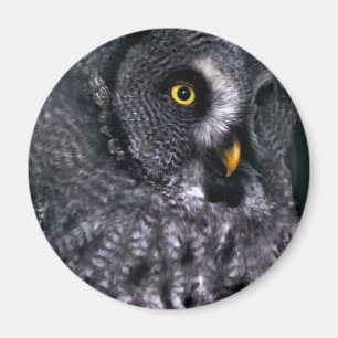 Grote grijze uil magneet