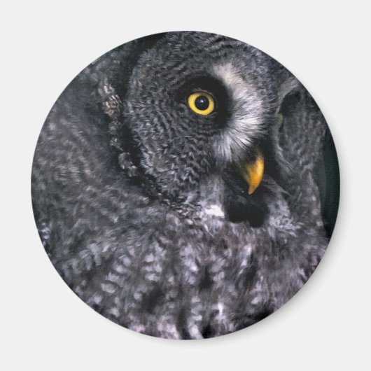 Grote grijze uil magneet (Voorkant)