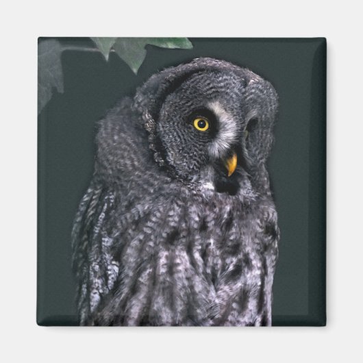 Grote grijze uil magneet (Voorkant)
