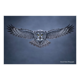 Grote Grijze Uil Spanwijdte Natuurkunstprint Foto Afdruk