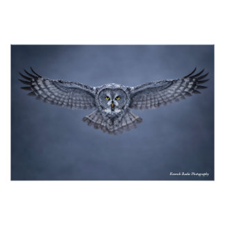 Grote Grijze Uil Spanwijdte Natuurkunstprint Foto Afdruk