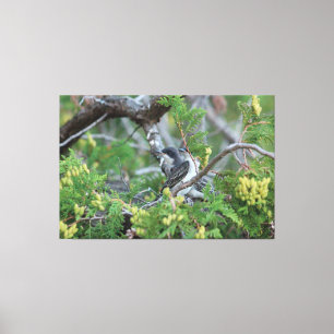Grote grijze vogelcanvas canvas afdruk