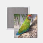 Grote groene ara op een boom magneet (Voorkant / Achterkant)