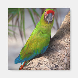 Grote groene ara op een boom magneet