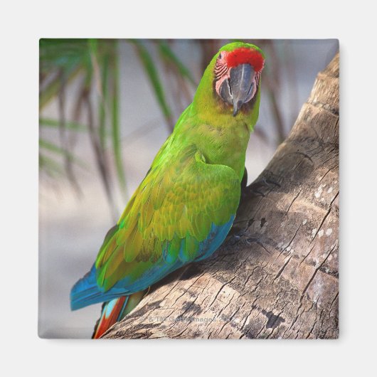 Grote groene ara op een boom magneet (Voorkant)