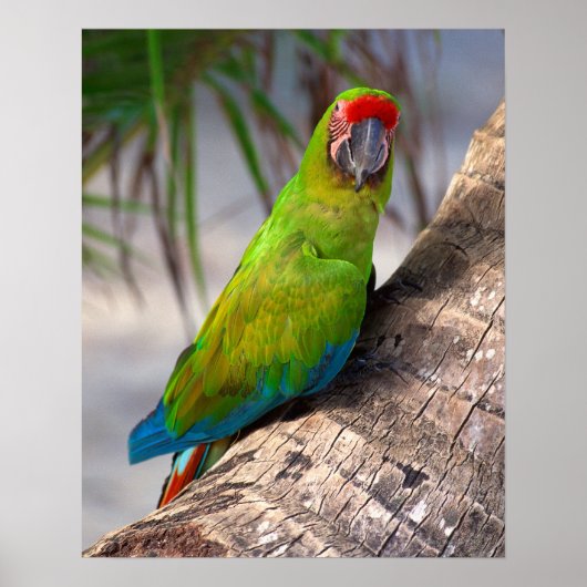 Grote groene ara op een boom poster (Voorkant)