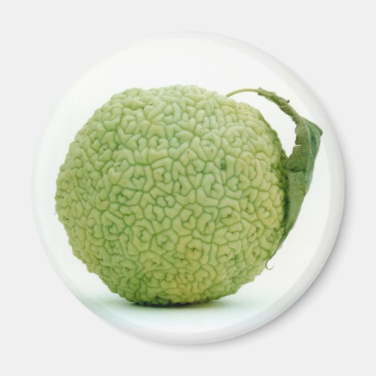 Grote Groene Hedgeapple Magneet (Voorkant)