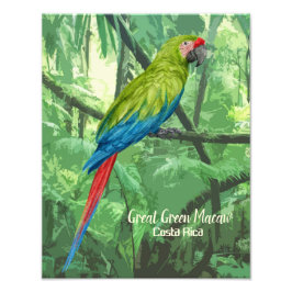 Grote groene Macaw Costa Rica Design Foto Afdruk