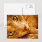 Grote Groenen Briefkaart (Voorkant / Achterkant)