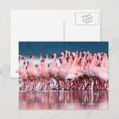 Grote groep kleine flamingo's briefkaart (Voorkant / Achterkant)