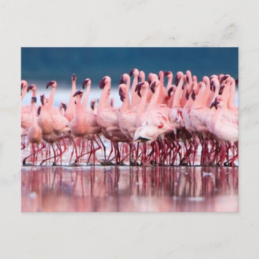 Grote groep kleine flamingo's briefkaart (Voorkant)