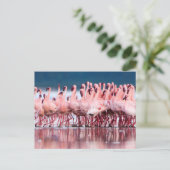 Grote groep kleine flamingo's briefkaart (Staand voorkant)