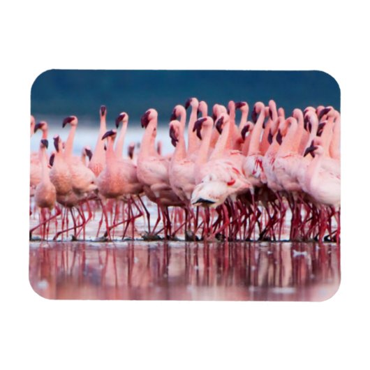 Grote groep kleine flamingo's magneet (Horizontaal)