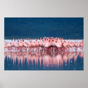 Grote groep kleine flamingo's poster