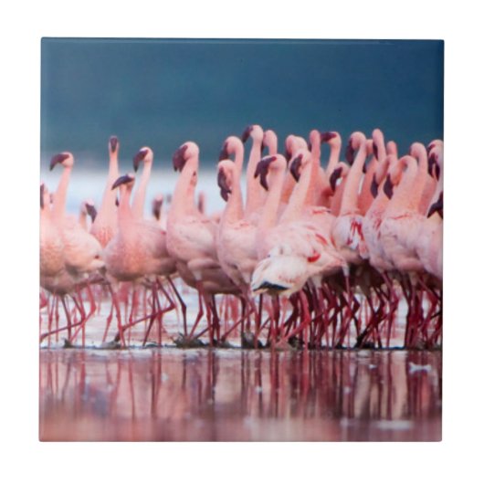 Grote groep kleine flamingo's tegeltje (Voorkant)