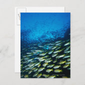 Grote groep van vissen van de soort Bigeye Snapper Briefkaart (Voorkant / Achterkant)