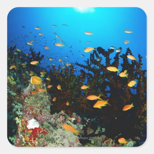 Grote groep Zee Goldie zwemt Vierkante Sticker (Voorkant)