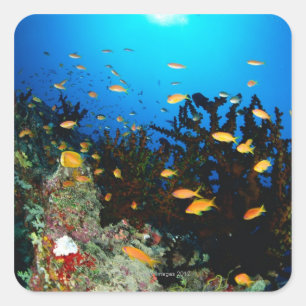 Grote groep Zee Goldie zwemt Vierkante Sticker