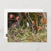 Grote grot briefkaart (Voorkant / Achterkant)