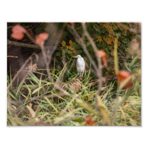Grote grot foto afdruk