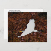 Grote grot in de vlucht briefkaart (Voorkant / Achterkant)