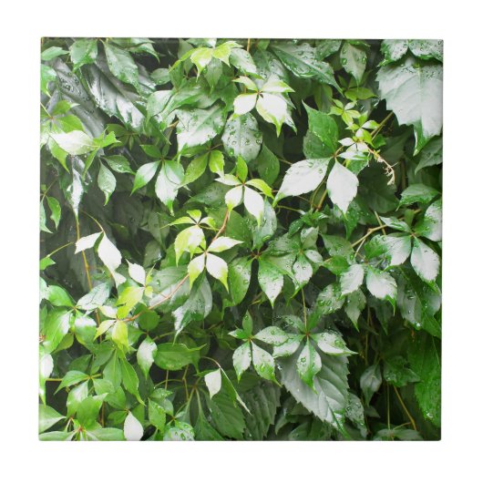 Grote growten van de groene viskreep tegeltje (Voorkant)