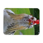 Grote haan magneet (Horizontaal)