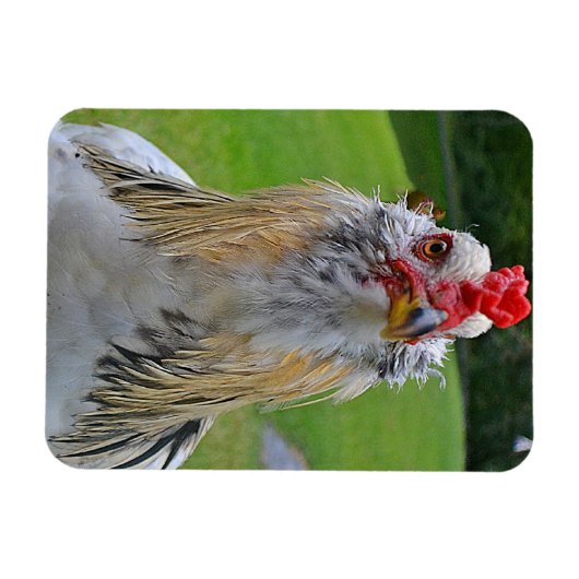 Grote haan magneet (Horizontaal)