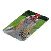 Grote haan magneet (Linkerzijde)