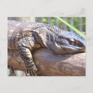 grote hagedis bij afsluiting briefkaart