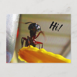 Grote Hallo voor tapijtantengolving Briefkaart