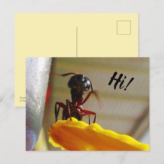 Grote Hallo voor tapijtantengolving Briefkaart (Voorkant / Achterkant)