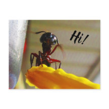 Grote Hallo voor tapijtantengolving