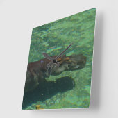 Grote Hippopotamus zwemmen onder water, Vierkante Klok (Hoek)