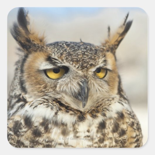 Grote hoenders (Bubo virginianus) Vierkante Sticker (Voorkant)