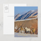 Grote Hoorn Bergen, Paarden rennen Briefkaart (Voorkant / Achterkant)