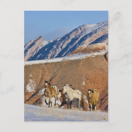 Grote Hoorn Bergen, Paarden rennen Briefkaart (Voorkant)