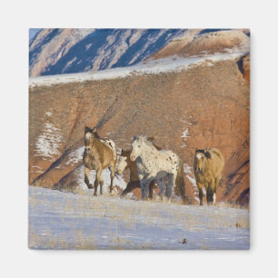 Grote Hoorn Bergen, Paarden rennen Magneet