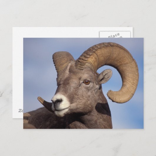 grote hoornschaap, bergschaap, Ovis canadensis, Briefkaart (Voorkant / Achterkant)