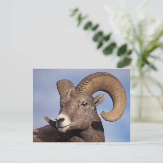 grote hoornschaap, bergschaap, Ovis canadensis, Briefkaart (Staand voorkant)