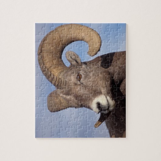 grote hoornschaap, bergschaap, Ovis canadensis, Legpuzzel (Verticaal)