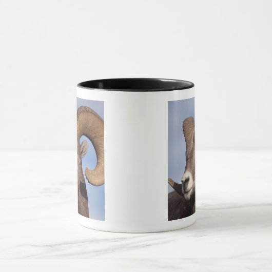 grote hoornschaap, bergschaap, Ovis canadensis, Mok (Midden)