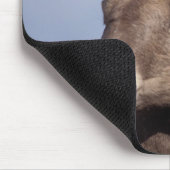 grote hoornschaap, bergschaap, Ovis canadensis, Muismat (Hoek)