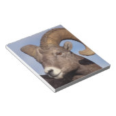 grote hoornschaap, bergschaap, Ovis canadensis, Notitieblok (Schuin)