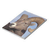 grote hoornschaap, bergschaap, Ovis canadensis, Notitieblok (Linkerzijde)