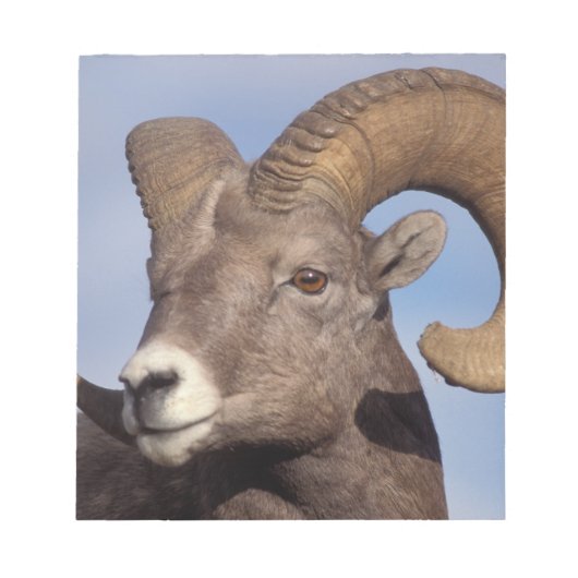 grote hoornschaap, bergschaap, Ovis canadensis, Notitieblok (Voorkant)