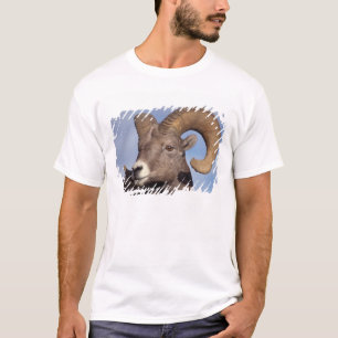 grote hoornschaap, bergschaap, Ovis canadensis, T-shirt